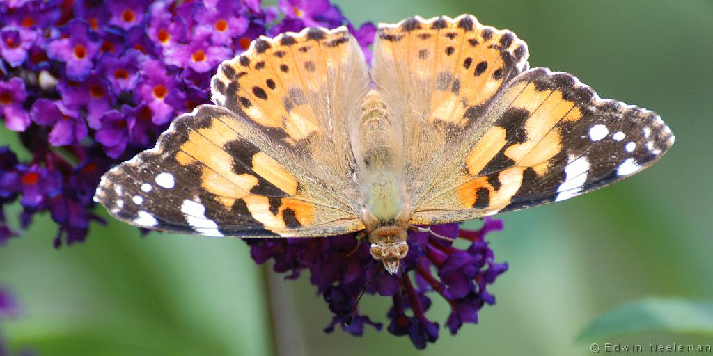 ENE-20090714-0260.jpg - [nl] Distelvlinder ( Cynthia cardui )[en] Painted Lady ( Cynthia cardui )